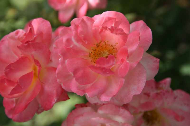 Nieuw-Zeeland 2011 - 2152